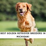 Golden Retriever Breeders in Michigan
