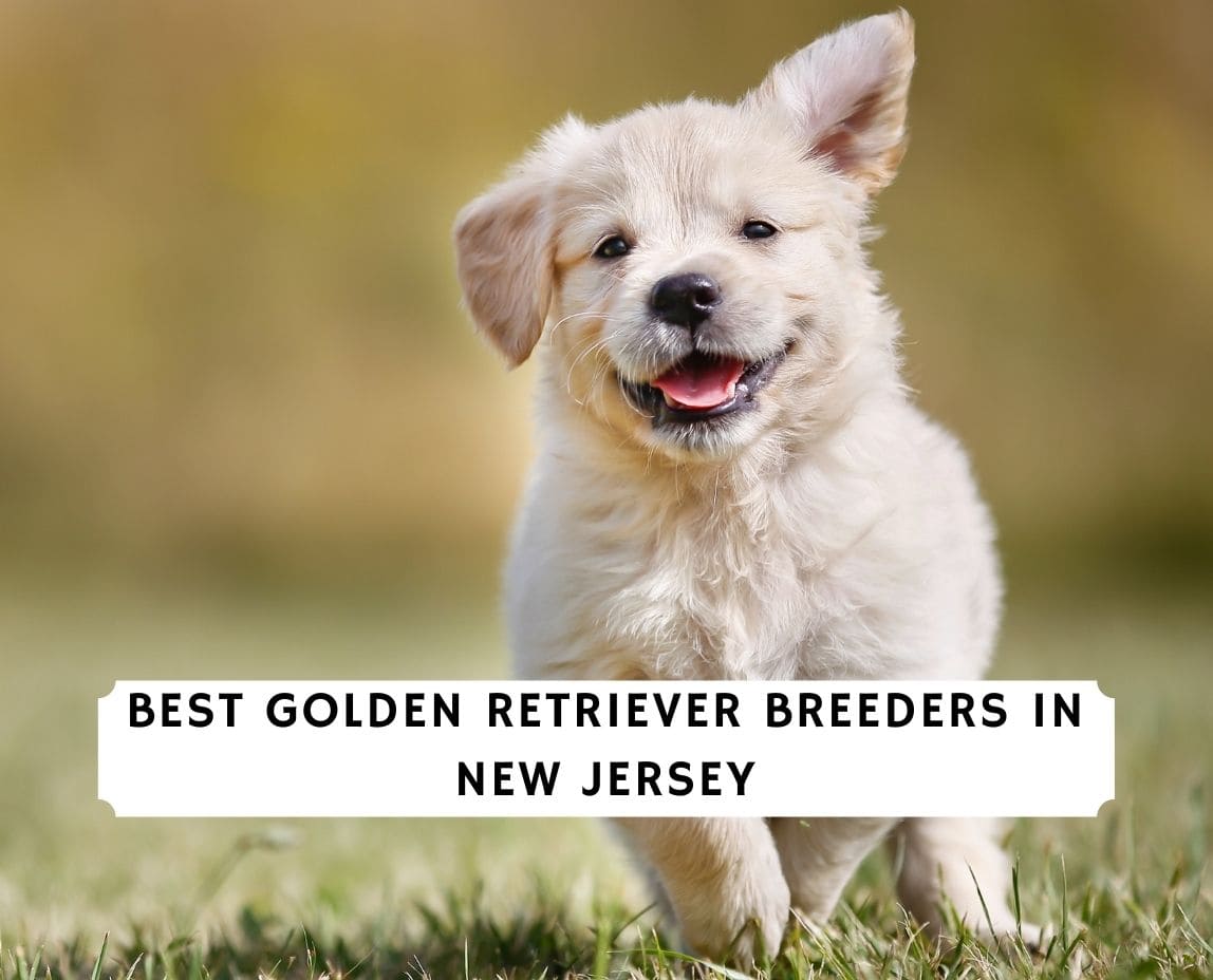 4 Best Golden Retriever Breeders In New Jersey 2021 We Love Doodles