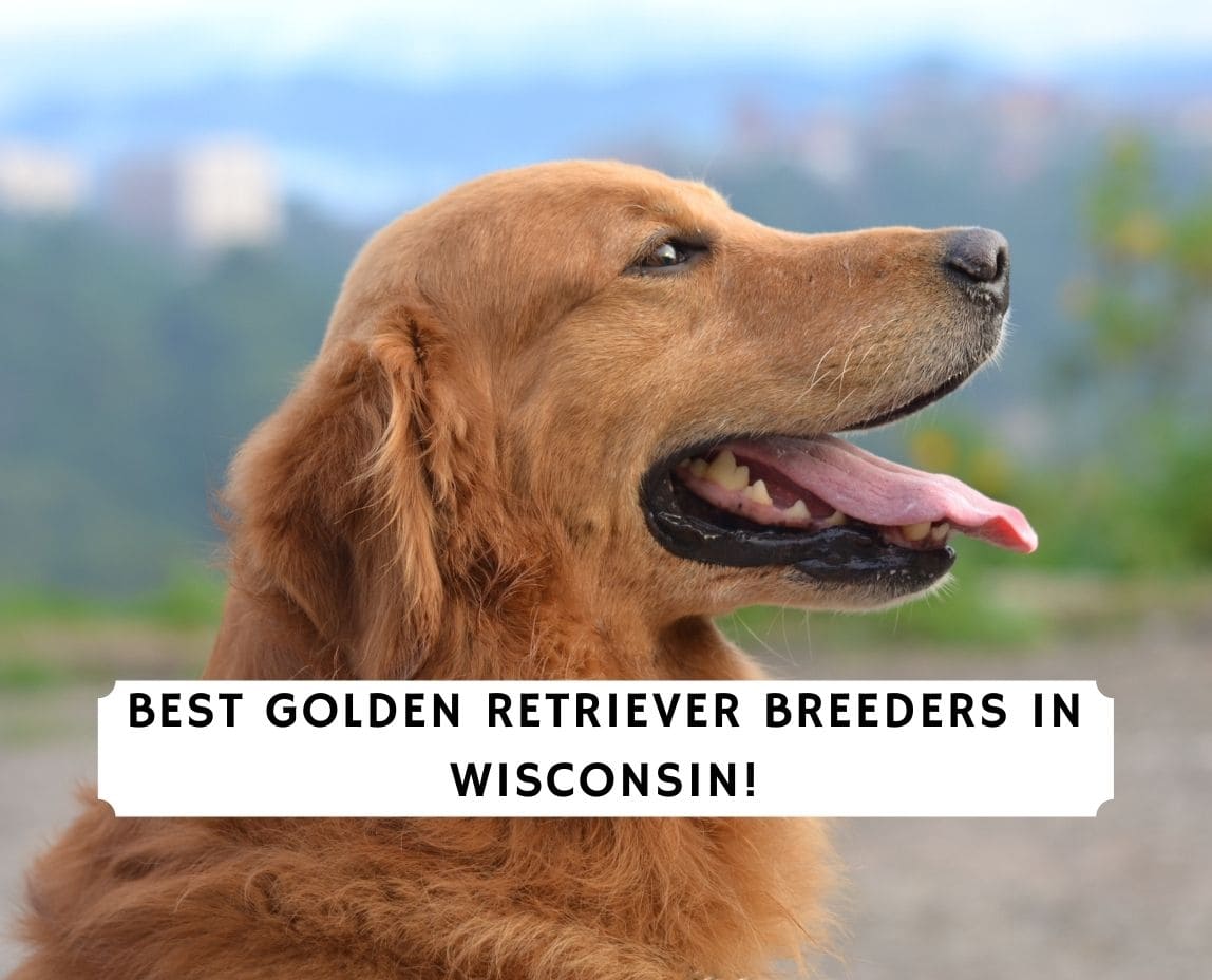 5 Best Golden Retriever Breeders In Wisconsin 2021 We Love Doodles