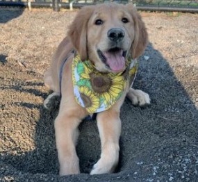 5 Best Golden Retriever Breeders In Wisconsin 2021 We Love Doodles