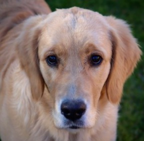 5 Best Golden Retriever Rescues In New Jersey 2021 We Love Doodles