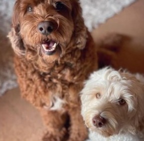 Goldendoodle Appearance