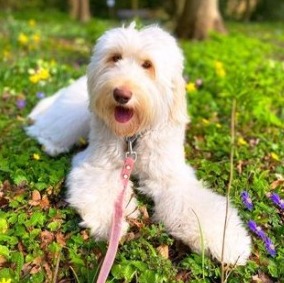 Goldendoodle Breed Information