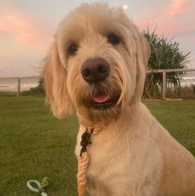 Goldendoodle Characteristics