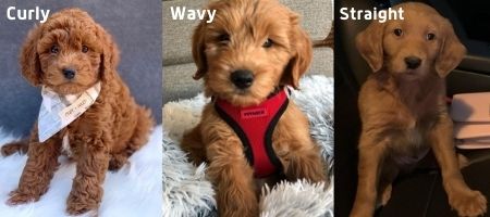 Goldendoodle Coat Types