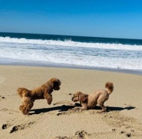 Goldendoodle Exercise