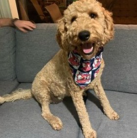 Goldendoodle Generation Information