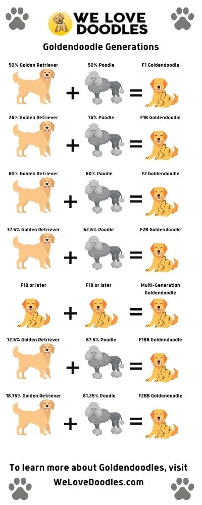 Goldendoodle varieties store