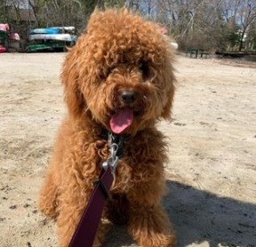 Goldendoodle Grooming