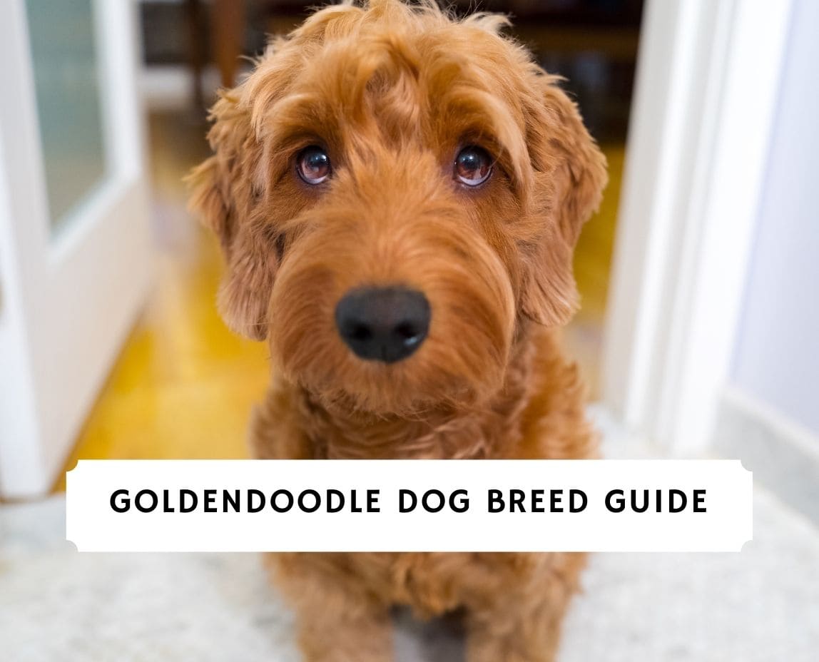 are goldendoodles good family pets