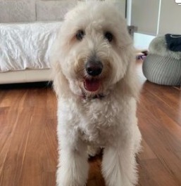 Goldendoodle Safety Equipments