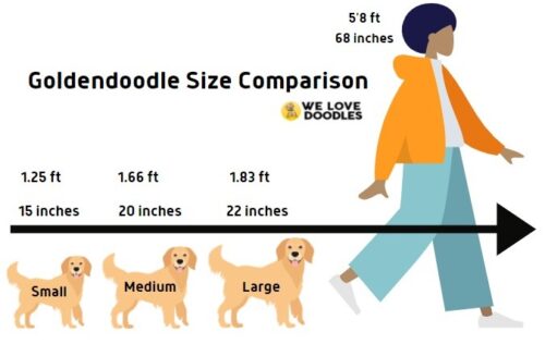 Goldendoodle Breed Information Facts Images   Goldendoodle Size Comparison Guide E1616796409262 