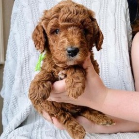 Goldendoodle Size Information