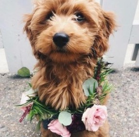 Goldendoodle Temperament & Personality