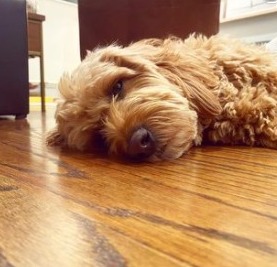 Goldendoodle Training