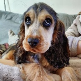 Cocker Spaniel Puppies - Petland Bolingbrook, IL