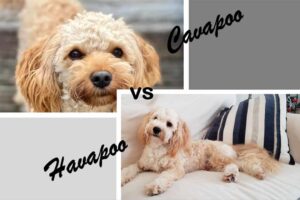 General Stature of Cavapoos and Havapoos