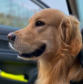 Honeysweet Goldens