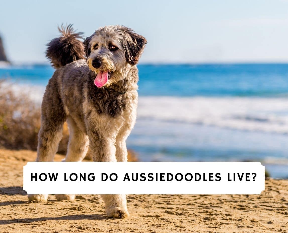 How Long Do Aussiedoodles Live 2021 We Love Doodles