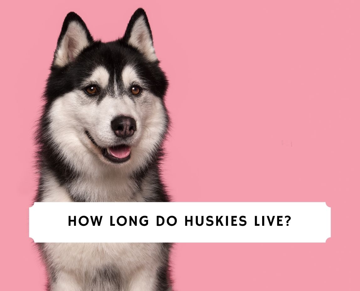 where do siberian huskies live