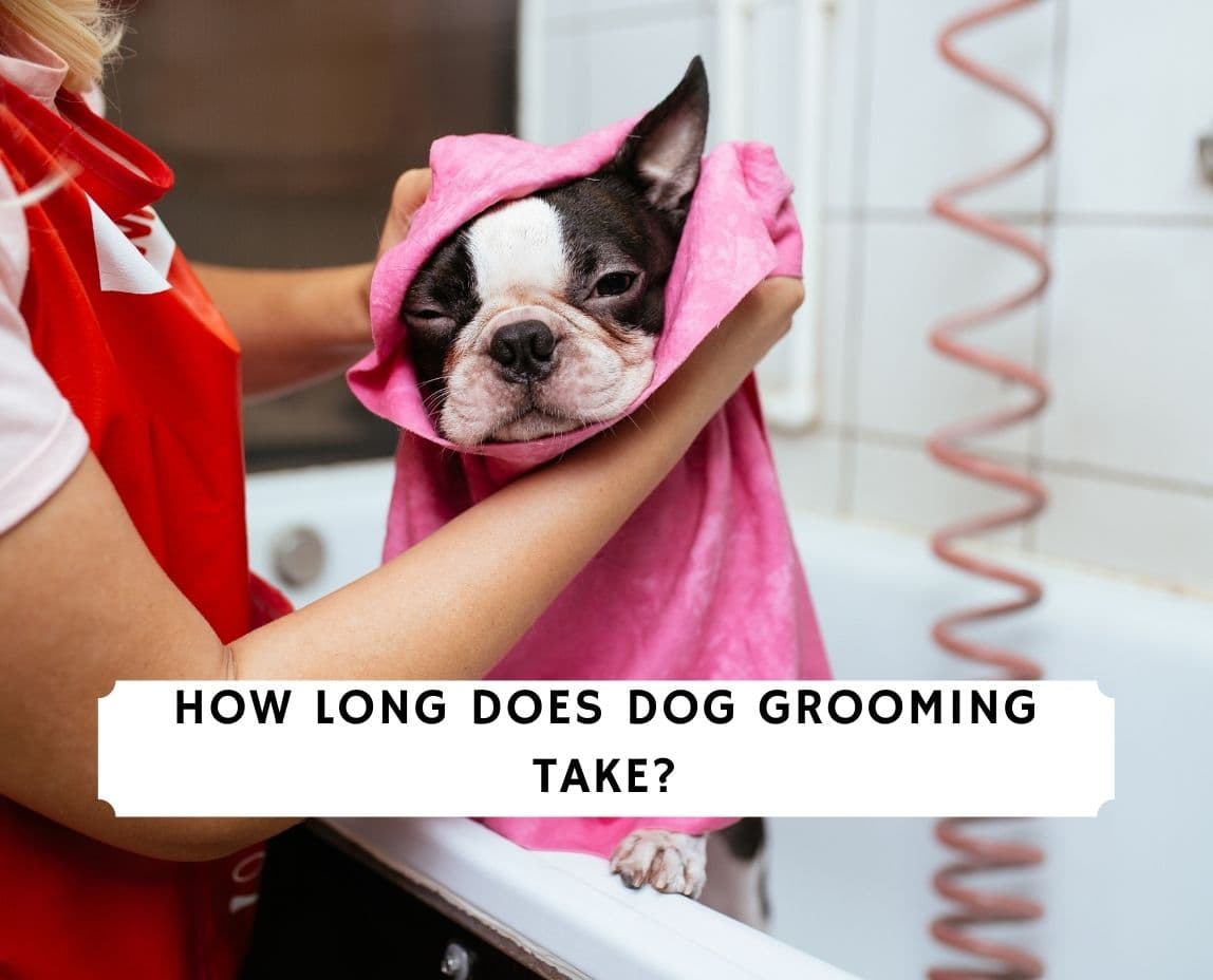 Best How Long Does It Take To Become A Dog Groomer of all time Learn more here 