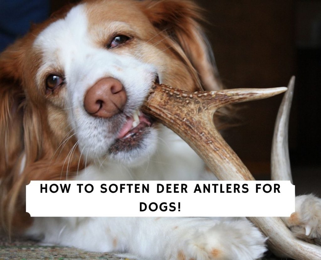 How To Soften Deer Antlers For Dogs 2024   How To Soften Deer Antlers For Dogs 1024x828 