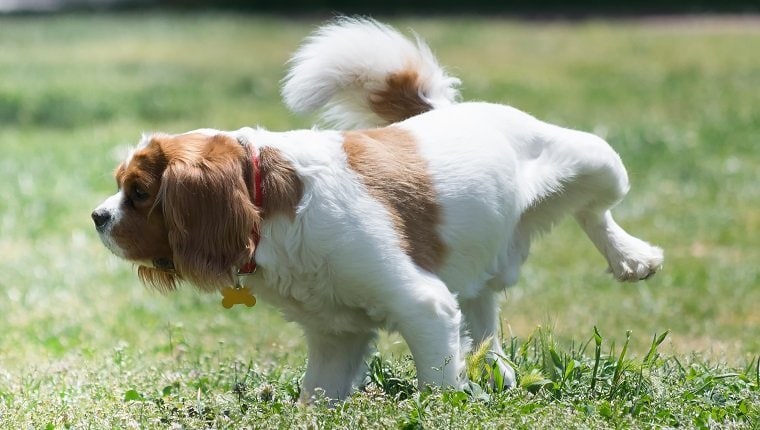 Dog Diaper Rash. What Should I Do? (2024) - We Love Doodles