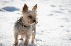 are yorkie poos hypoallergenic