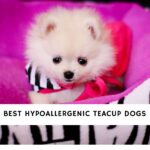 Hypoallergenic Teacup Dogs