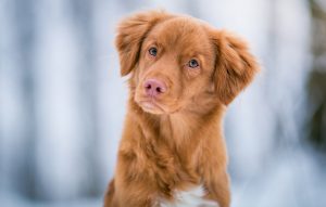 are puppies born with pink noses