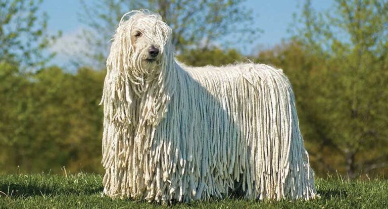 6 Large Non-Shedding Dog Breeds!
