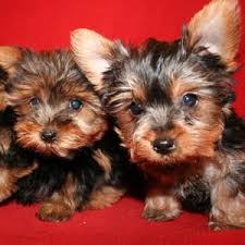 Long Island Yorkie Puppies