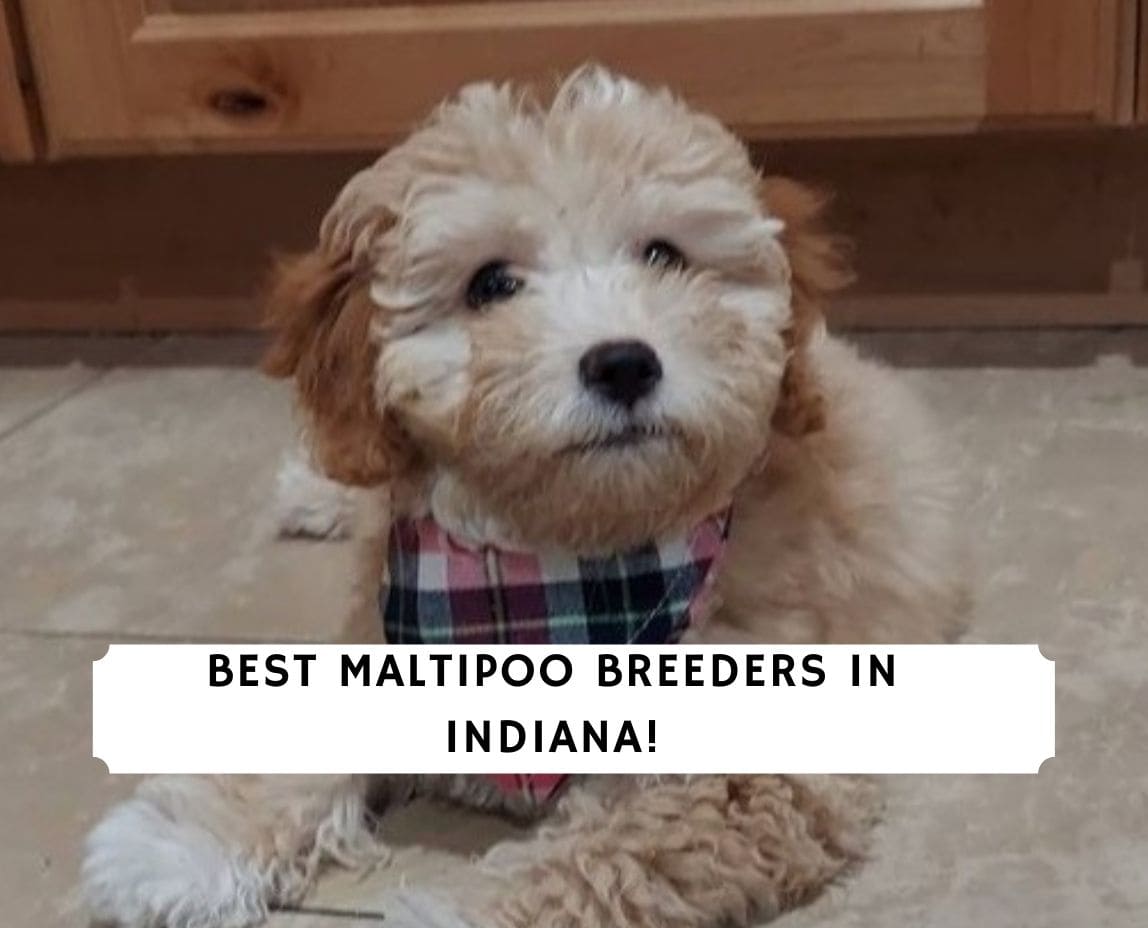 5 Best Maltipoo Breeders In Indiana 2021 We Love Doodles