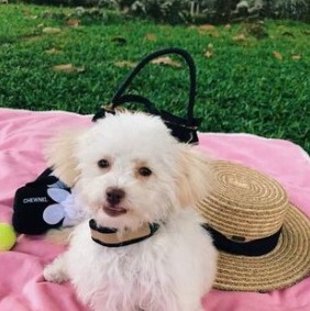 Maltipoo