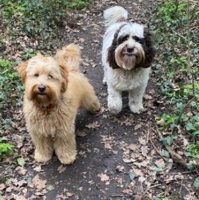 Managing the Shedding of a Labradoodle