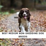 Medium Non Shedding Dog Breeds