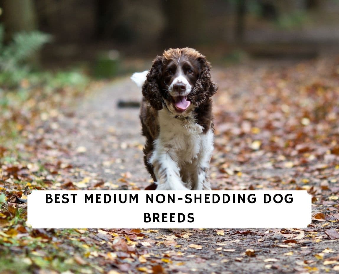 Non shedding medium outlet dog breeds