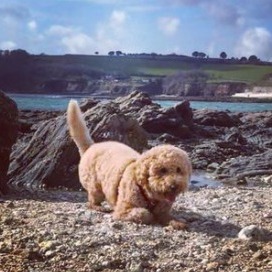 Mini Labradoodle
