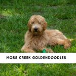 Moss Creek Goldendoodles