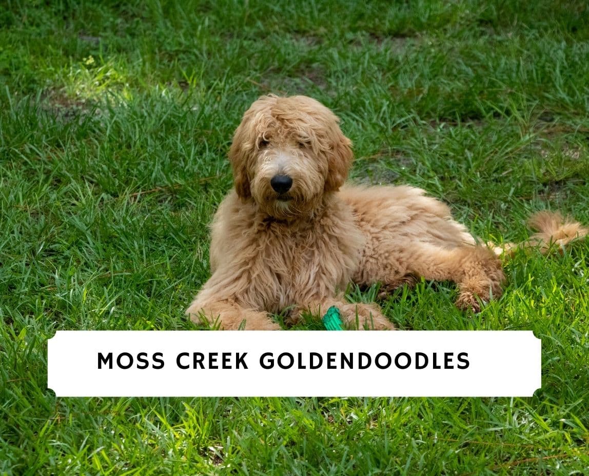 Pet Products for Doodles by Moss Creek