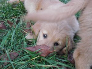 Pheasanthill Golden Retrievers 