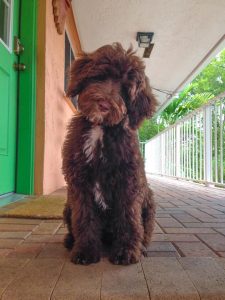 chocolate goldendoodle puppy