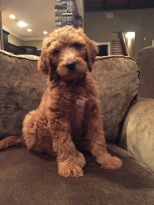 Red Labradoodle Coat Guide - with pictures! - We Love Doodles