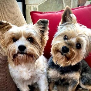 Red River Yorkies