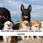 Rottweiler Chihuahua Mix Dog Breed Guide