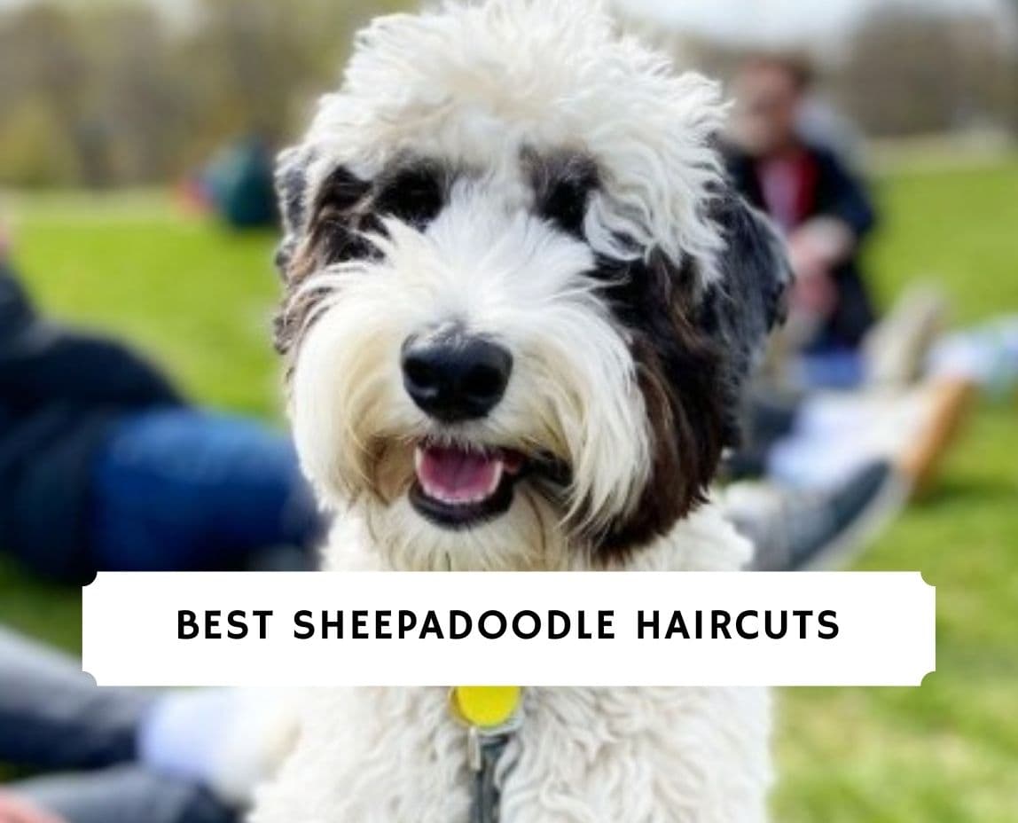 Sheepadoodle haircuts best sale