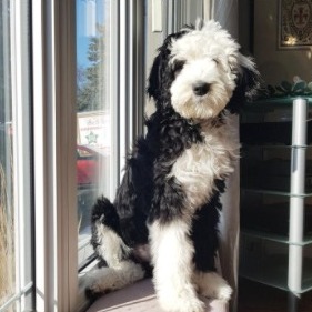 Sheepadoodle Puppies For Sale • Adopt Your Puppy Today • Infinity Pups