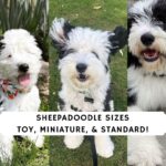 Sheepadoodle Sizes_ Toy, Miniature, & Standard!
