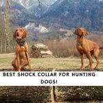 Shock Collar for Hunting Dogs
