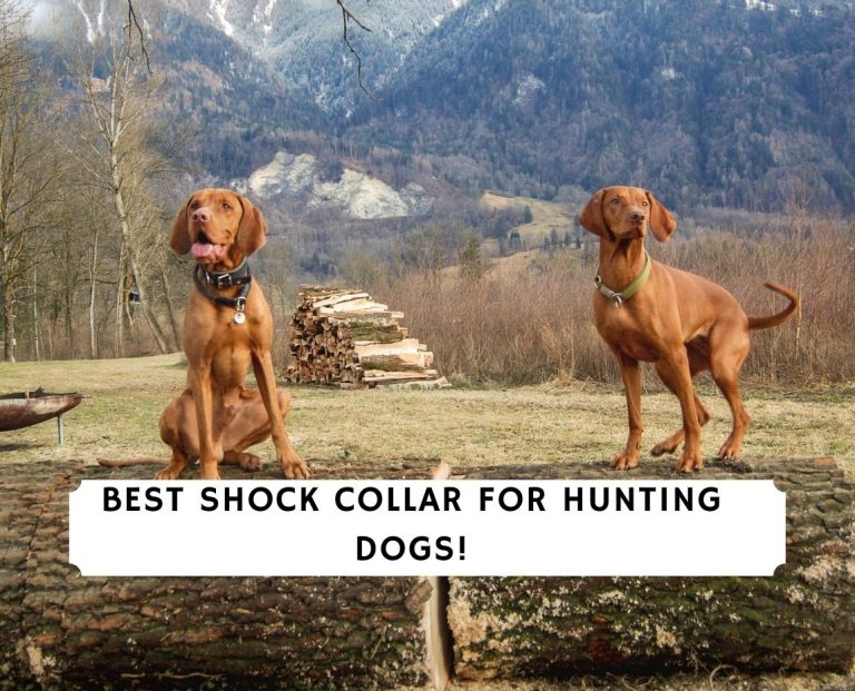 Best Shock Collar For Hunting Dogs Top 5 Picks 2024 We Love Doodles   Shock Collar For Hunting Dogs 768x621 